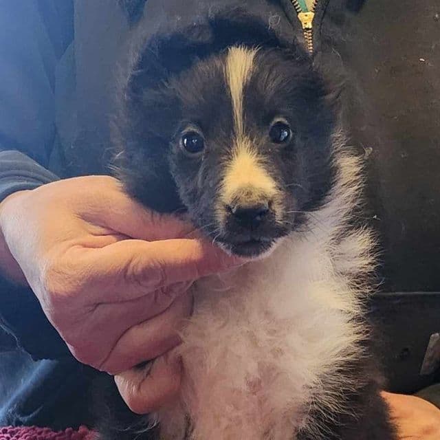 Toby - Shetland Sheepdog Male