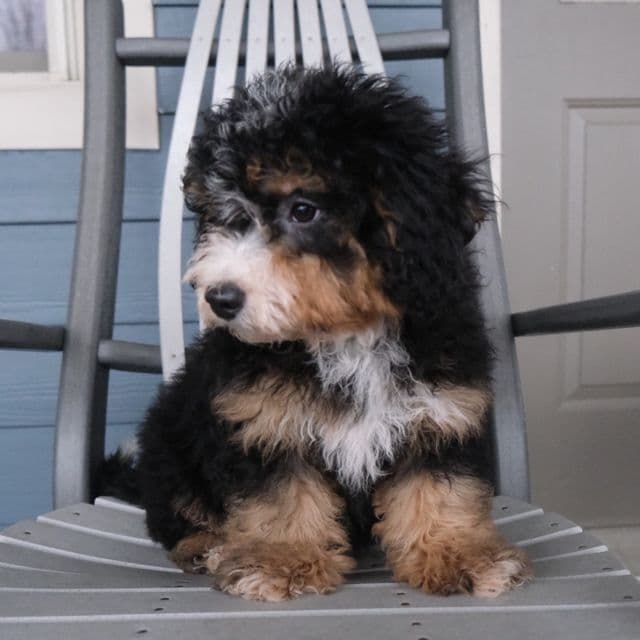 Rachel - Bernedoodle Female