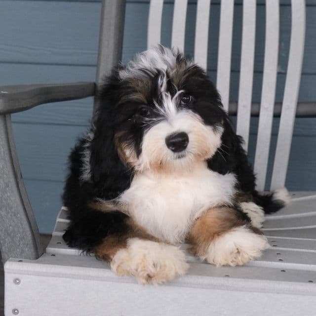 Leah - Bernedoodle Female