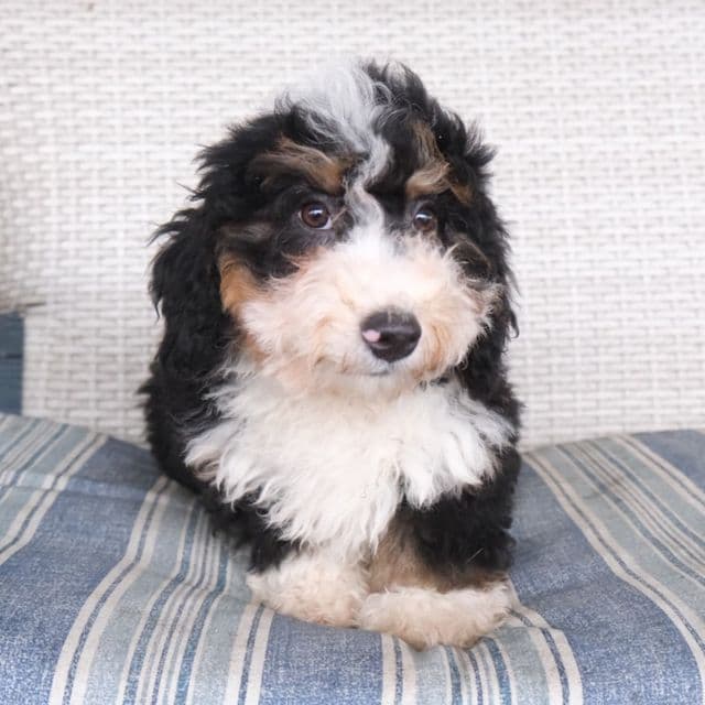 Adam - Bernedoodle Male