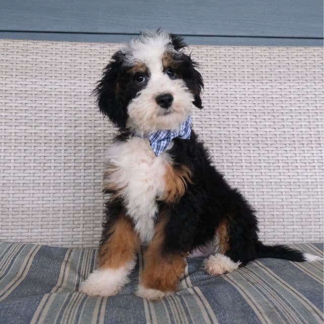 Wesley - Bernedoodle Male