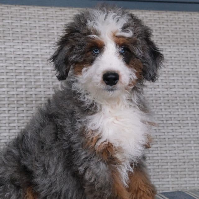 Ridge - Bernedoodle Male