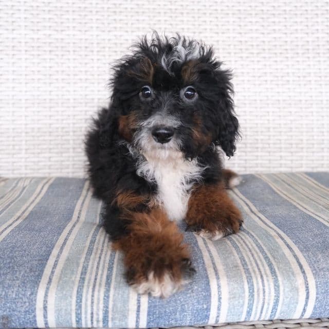 Oakley - Bernedoodle Male