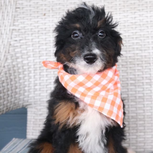 Jasmine - Bernedoodle Female