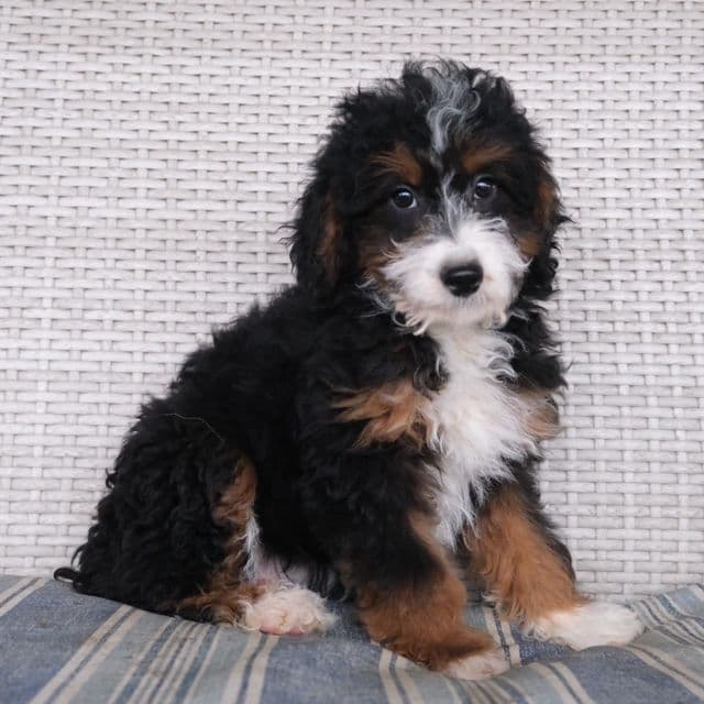 Daisy - Bernedoodle Female