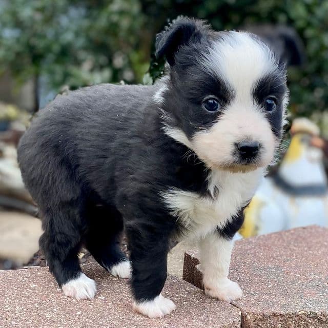 Pandy - Miniature American Shepherd (Mini Aussie) Female