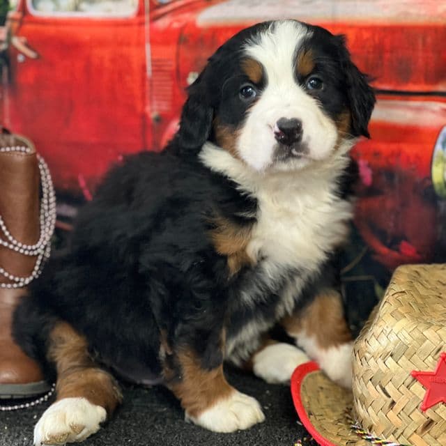 Twinkie - Bernese Mountain Dog Female