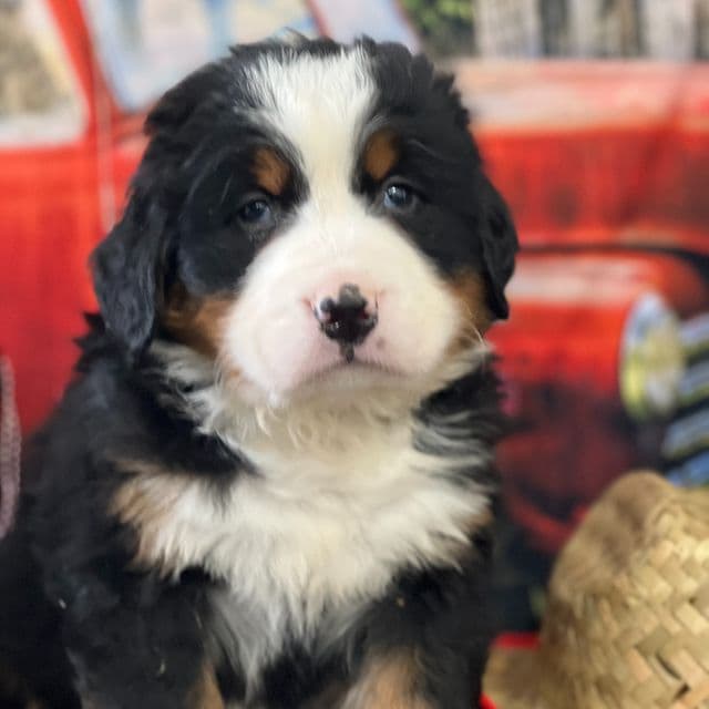 Tofu - Bernese Mountain Dog Male