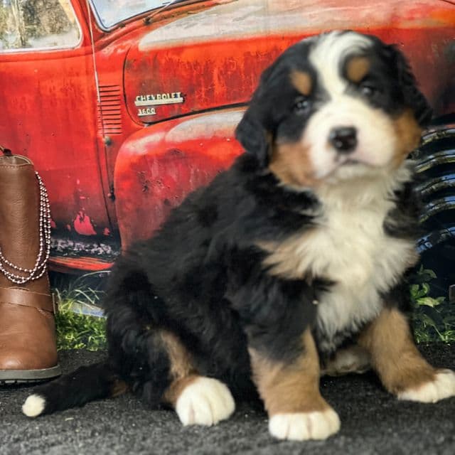 Tucker - Bernese Mountain Dog Male