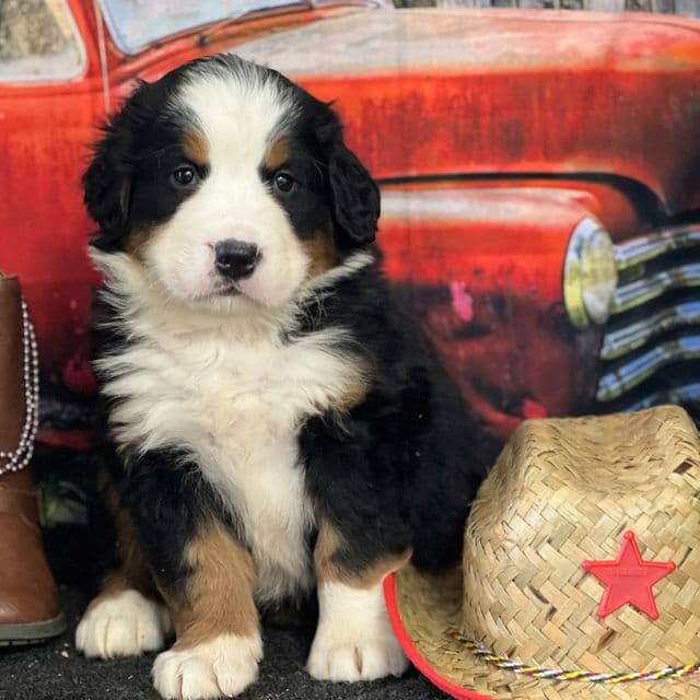 Turkey - Bernese Mountain Dog Male
