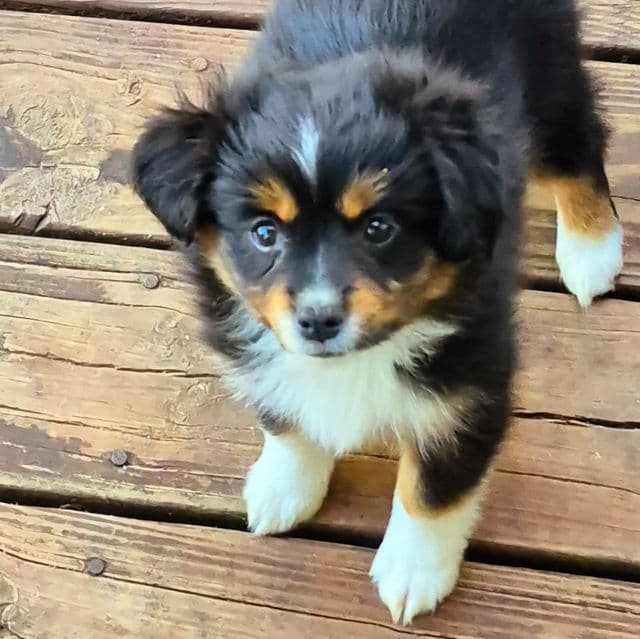Sophia - Australian Shepherd Female