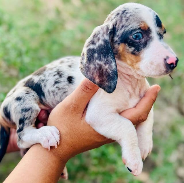 Ziggy - Dachshund Male