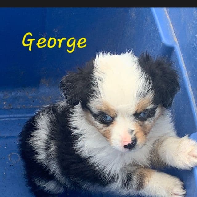 George - Australian Shepherd Male