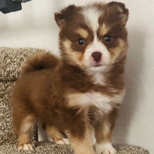 Foxie - Pomsky Female