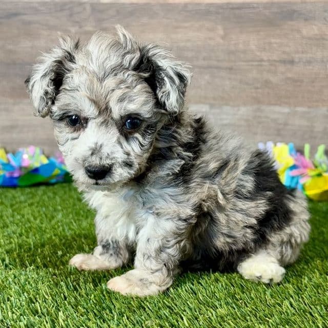 Bo - Poochon Male