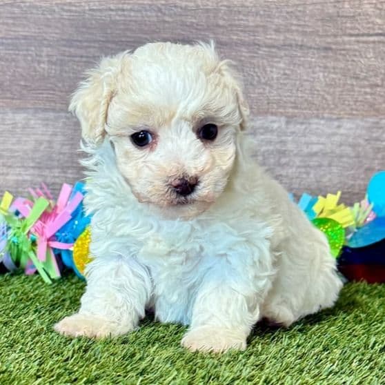 Bella - Poochon Female