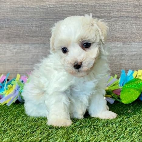 Bella - Poochon Female