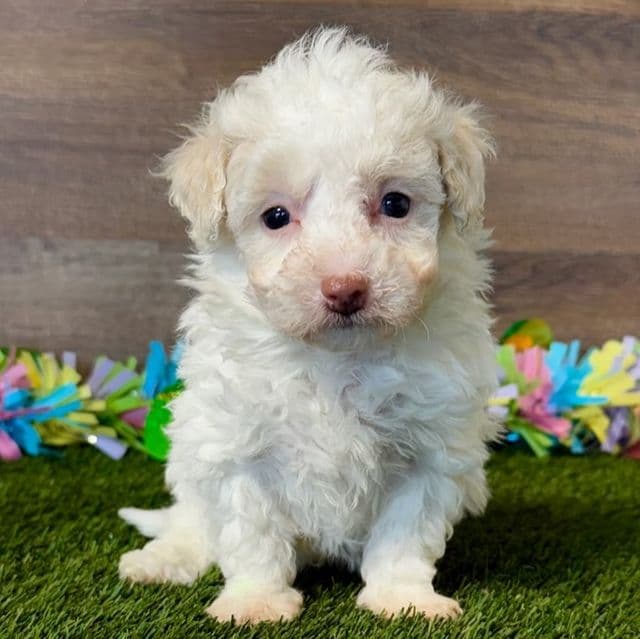 Becca - Poochon Female