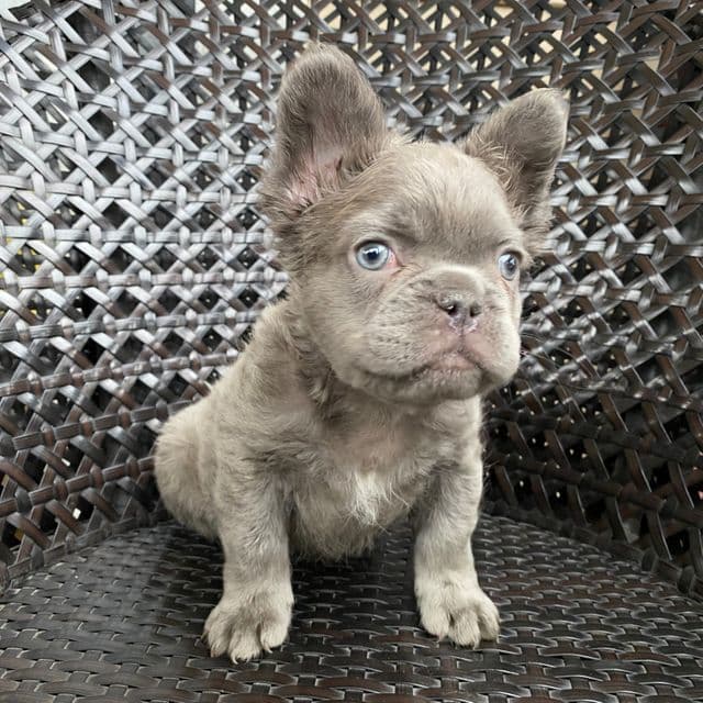  Fluffy Fat Boi - French Bulldog Male