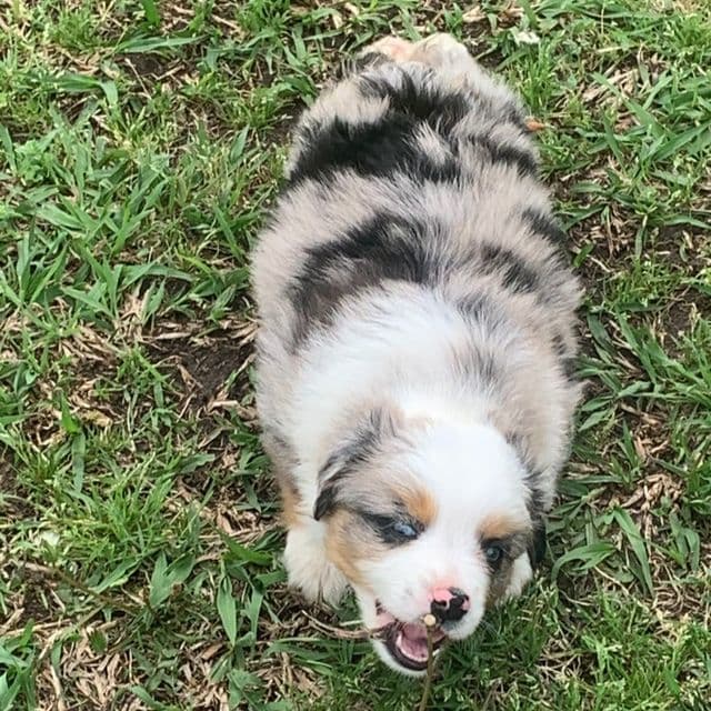Hank - Australian Shepherd Male