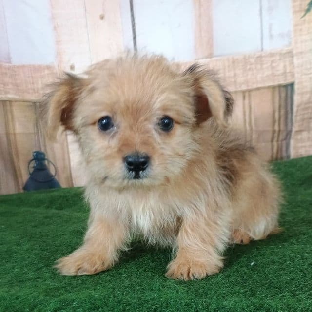 Diamond - Morkie Male