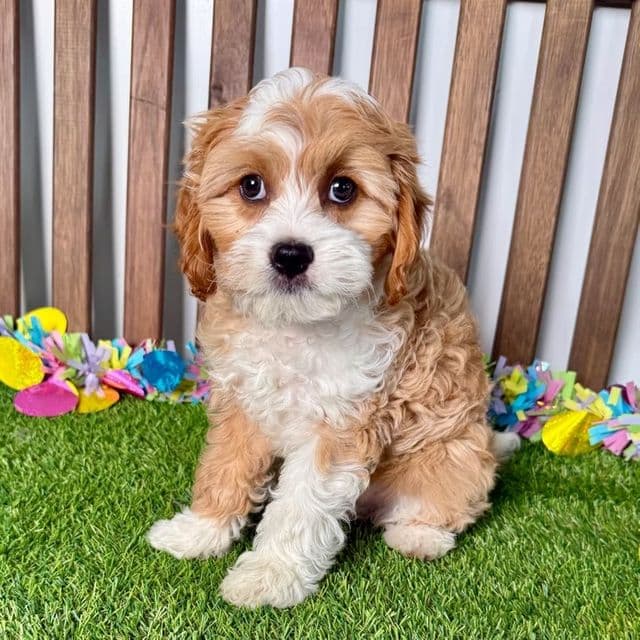 Cam - Cavapoo Male