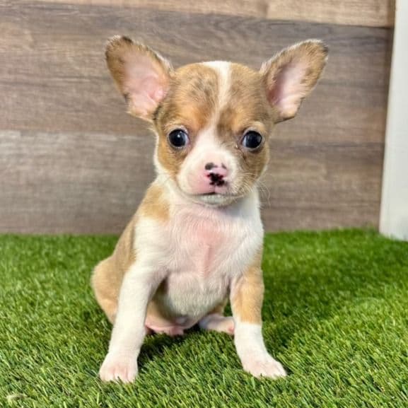 Levi - Chihuahua Male
