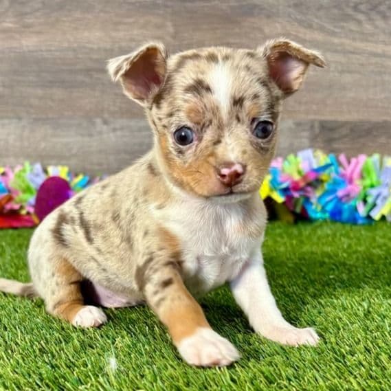 Lucy - Chihuahua Female