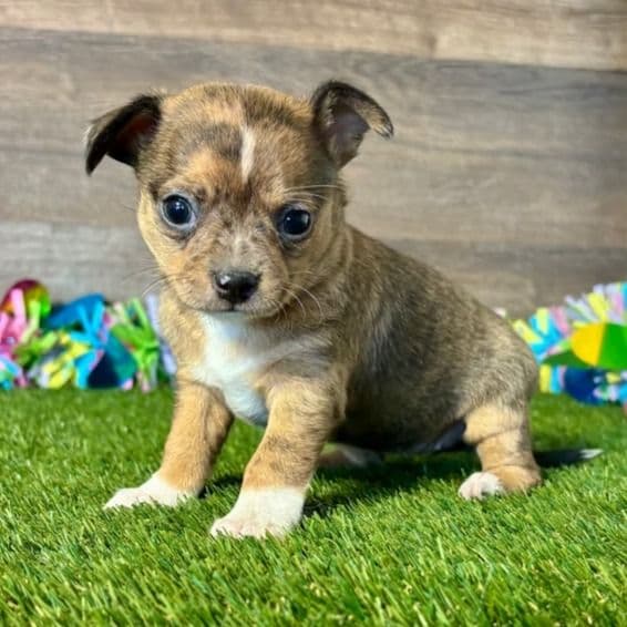 Lola - Chihuahua Female
