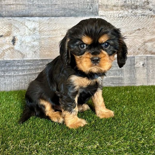 George - Cavalier King Charles Spaniel Male