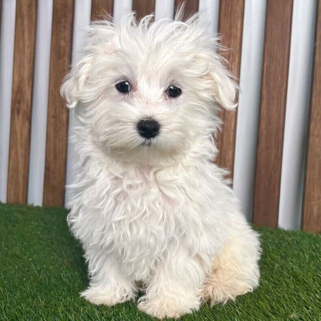 Maurice - Maltese Male