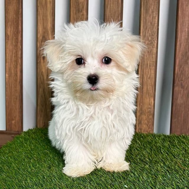 Mikey - Maltese Male