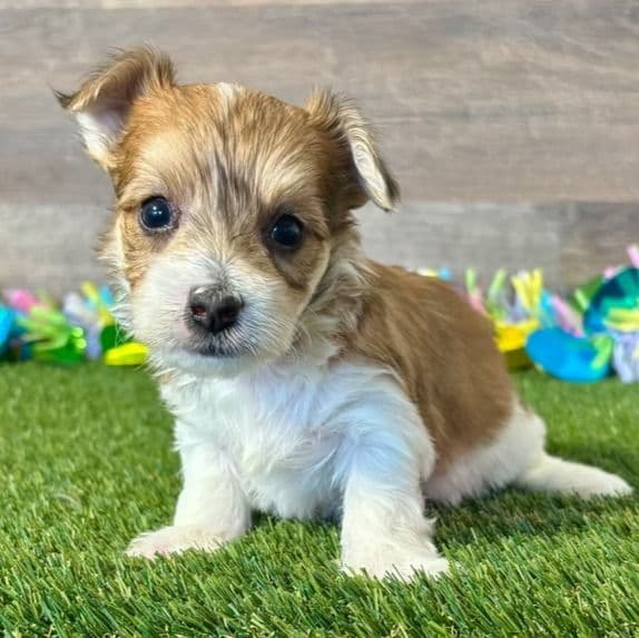 Yao - Yorkie-Chon Male