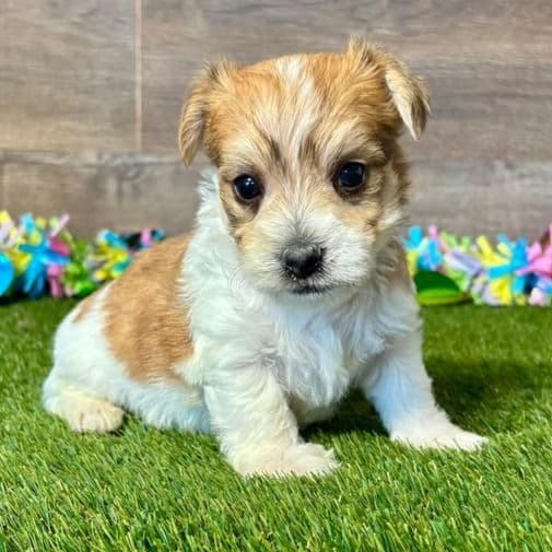 Yoda - Yorkie-Chon Male