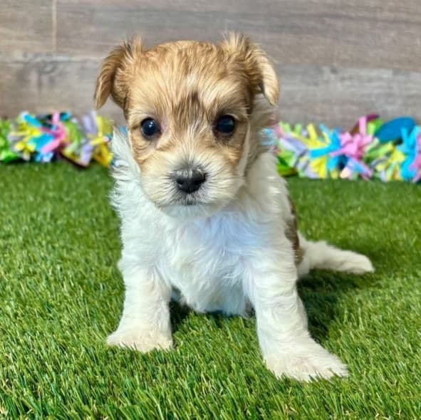 Yasmine - Yorkie-Chon Female