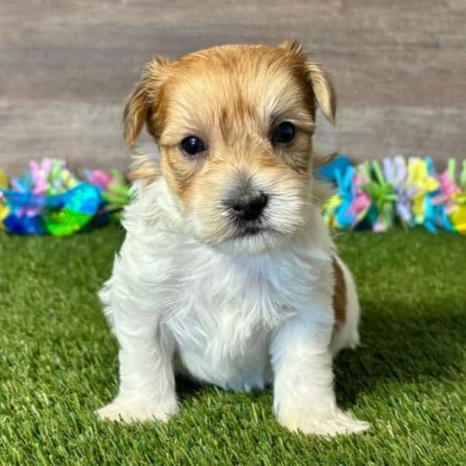 Yates - Yorkie-Chon Male