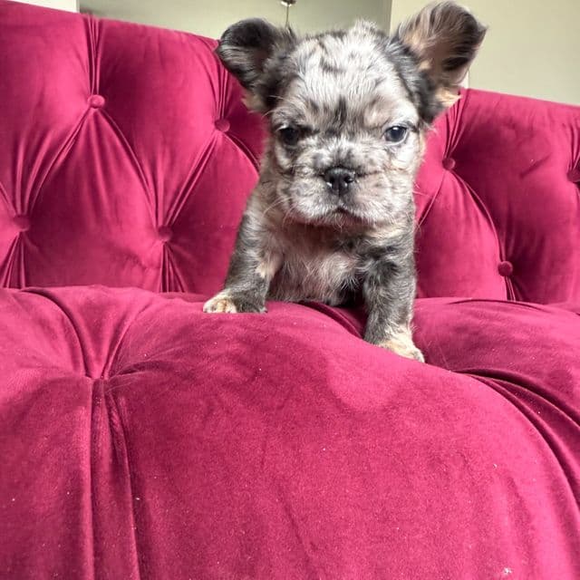 buster - French Bulldog Male