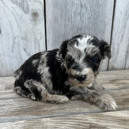 Dean - Cavapoo Male