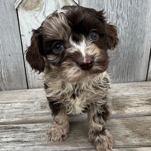 Natalie - Cavapoo Female