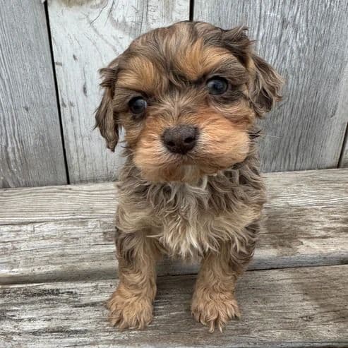 Alex - Cavapoo Female