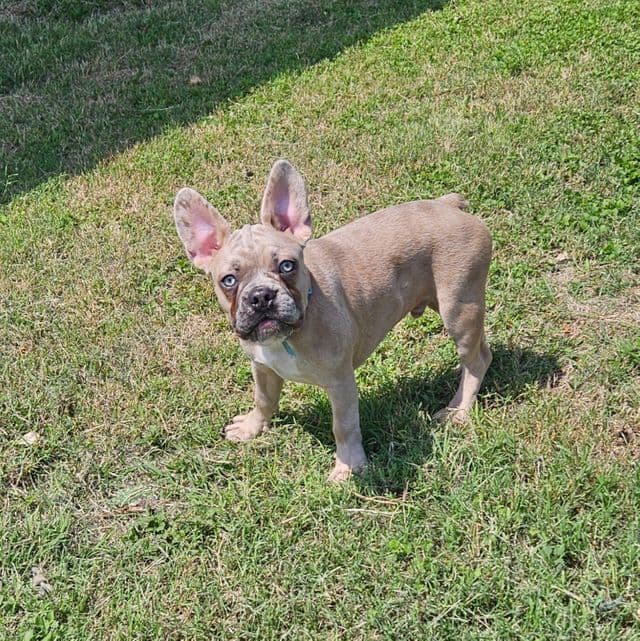 Cosmo - French Bulldog Male