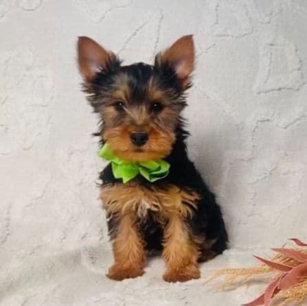 Benny - Yorkshire Terrier Male