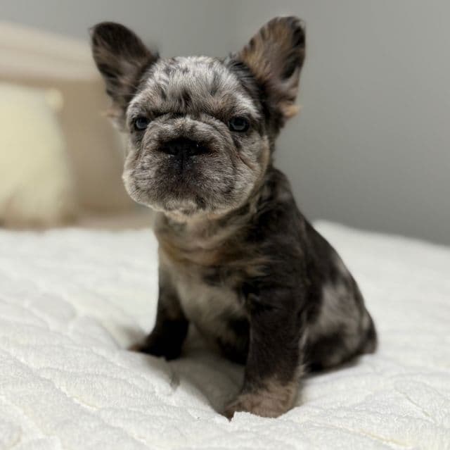 buster - French Bulldog Male