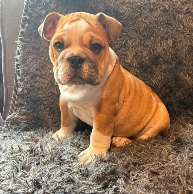 Brown/black - English Bulldog Male