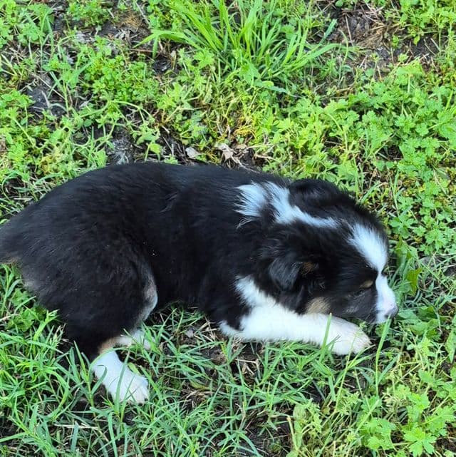 Blanche - Australian Shepherd Female