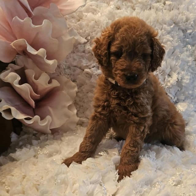 Knox - Goldendoodle Male