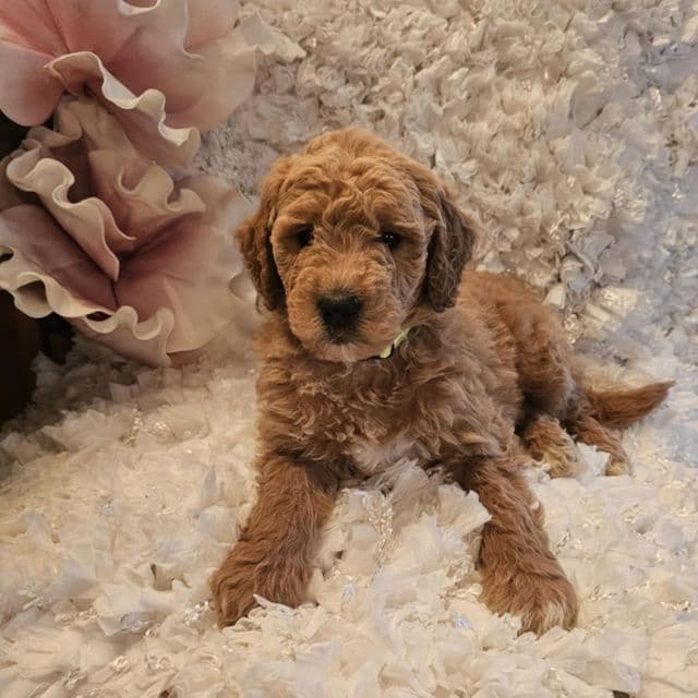 Mini Knox - Goldendoodle Male