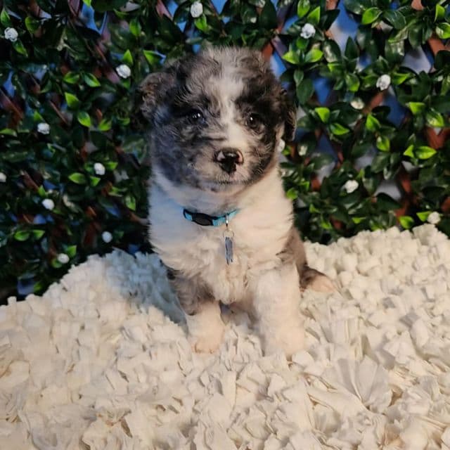 Mini Skipper - Aussiedoodle Male