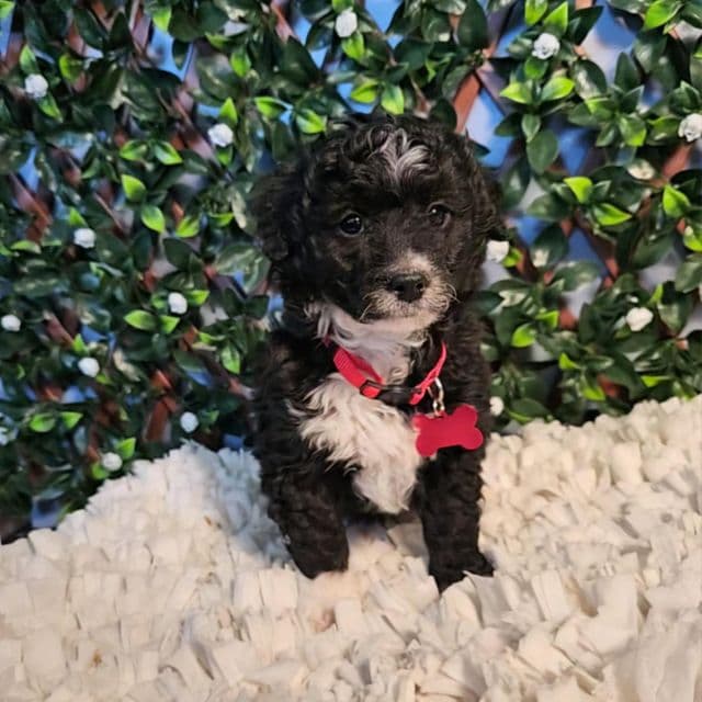 Mini Checkers - Aussiedoodle Male