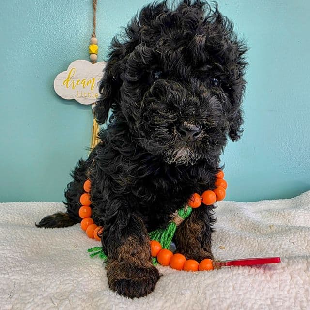 Baloo- mini - Portidoodle Male